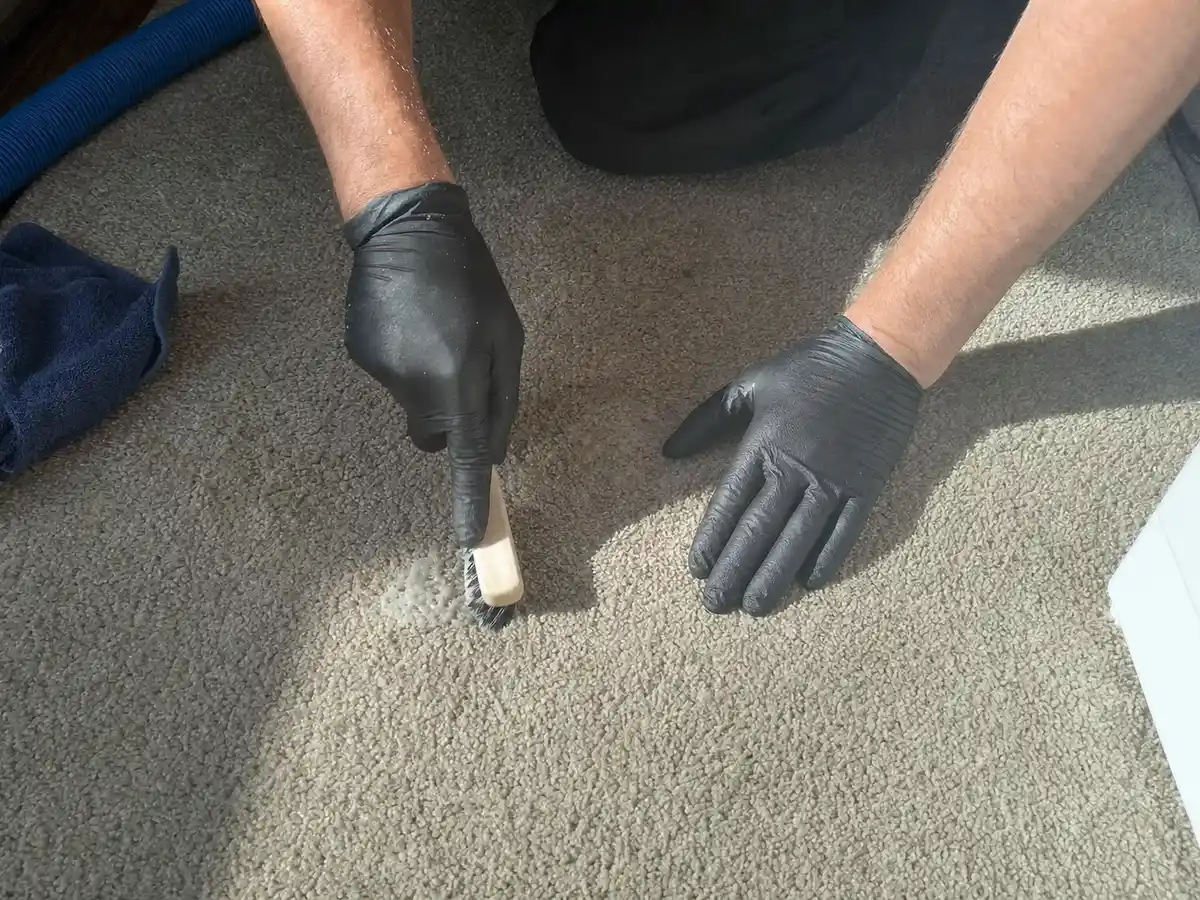 Carpet cleaning technician at work in a Alhambra, CA home